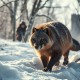 限时狩猎.广播剧