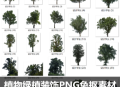 树枝树冠真实大树木参考场景PNG图片 