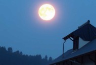权欲Ⅱ｜反腐·权色交易·谋官谋权